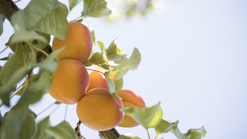 Apricots PFR4216 v2