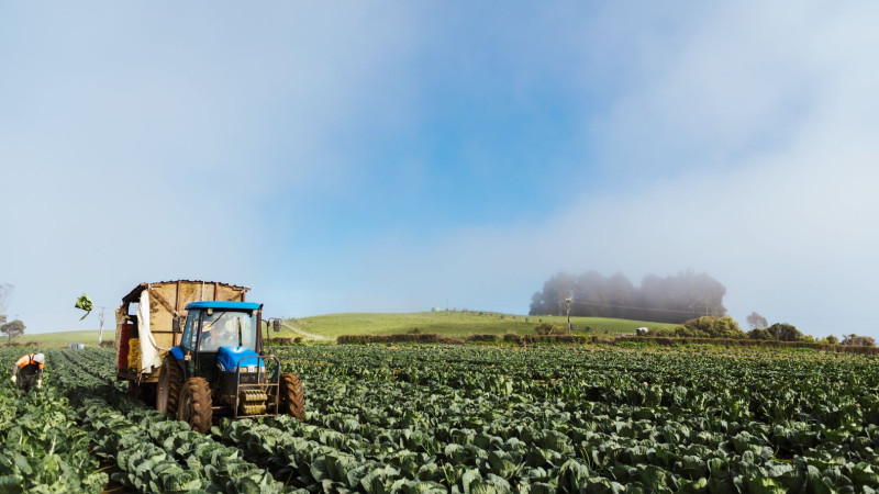 273299 harvesting cauliflower web 1920p