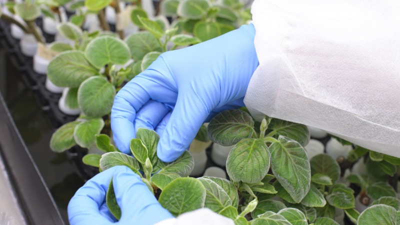 273342 plant flowering lab