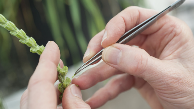 273349 cross pollinating wheat