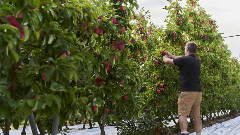 663691 apple orchard web 1920p