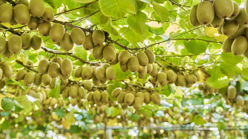 663708 kiwifruit web 1280p