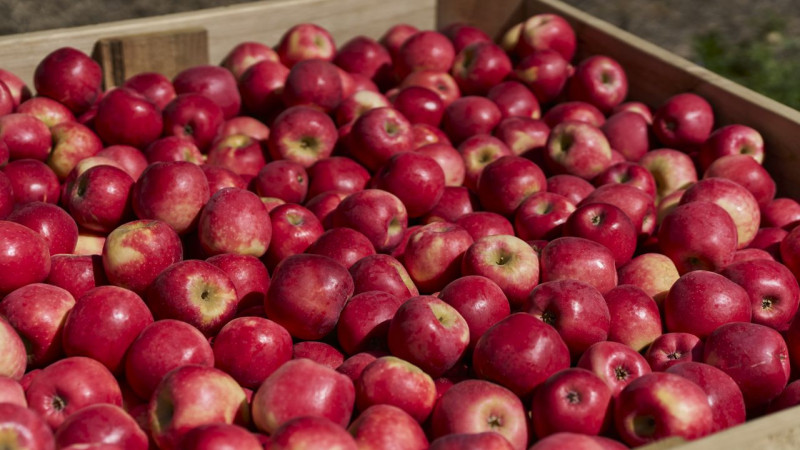 663718 apple harvest web 1280p