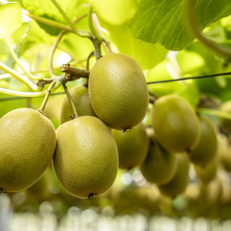 766961 nz story agritech2025 1035