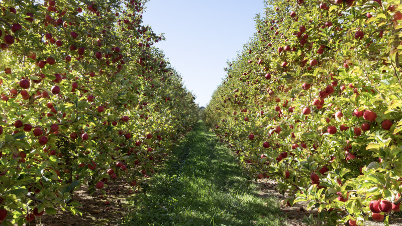 Apple orchard website
